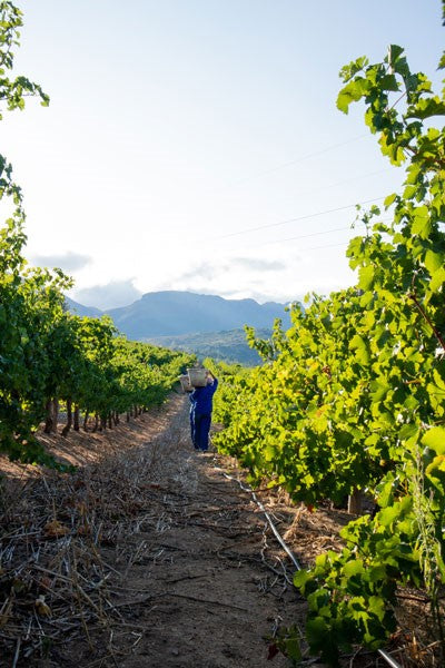 Wine 4: 11th December, Du Pleveaux, Pinotage