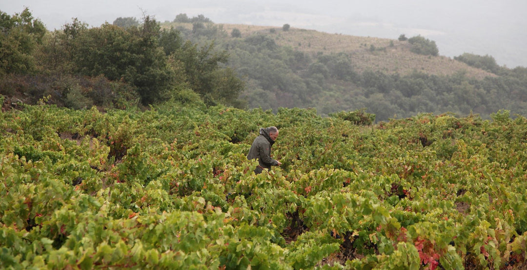 Wine 6 - 15th December, Jeff Carrel, Dans L’Air Du Temps, Pinot Noir